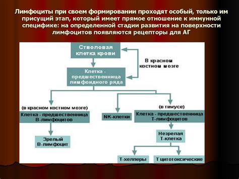 Роль повышенных базофилов в иммунной системе собаки