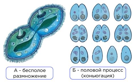 Роль порошицы в жизни инфузорий