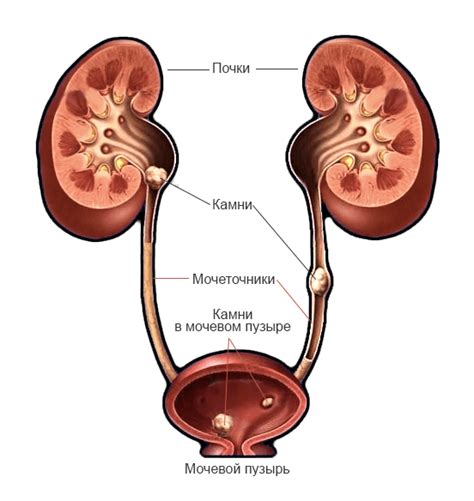 Роль почек и мочевого пузыря