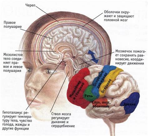 Роль правой стороны головного мозга в функционировании человека