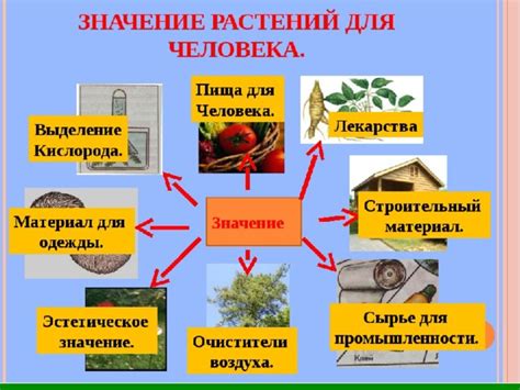 Роль растений и продуктов питания