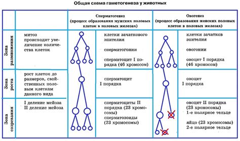 Роль редукции в формировании половых клеток