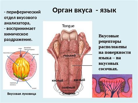 Роль рецепторов восприятия вкуса