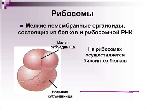 Роль рибосомы в клеточной патологии