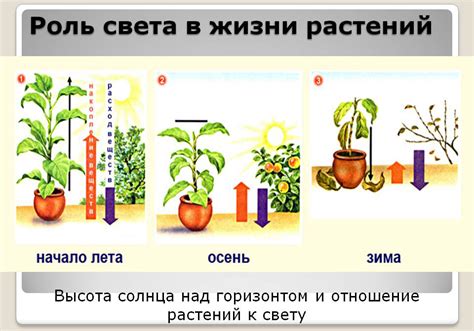 Роль света в росте корней