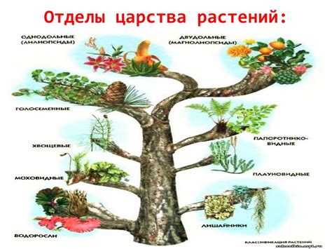 Роль систематики в биологических науках