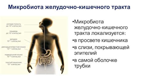 Роль слизи в покрытии стенок кишечника