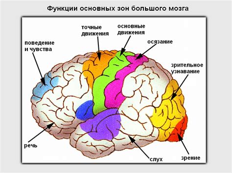 Роль слуховой зоны коры мозга в распознавании и интерпретации звуковых сигналов