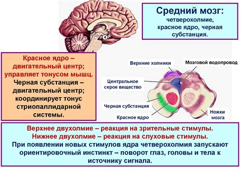 Роль соматической нервной системы в организме 8-классника