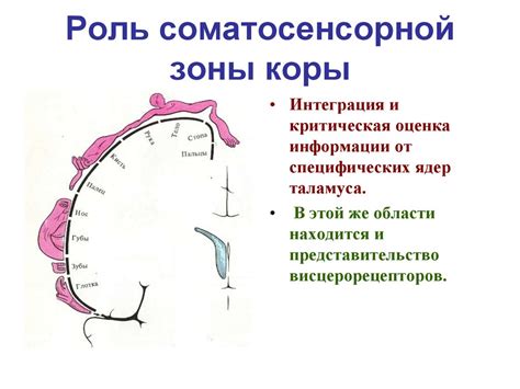 Роль соматосенсорной коры в обработке тактильной информации