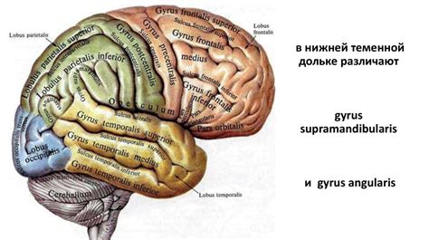 Роль теменной доли