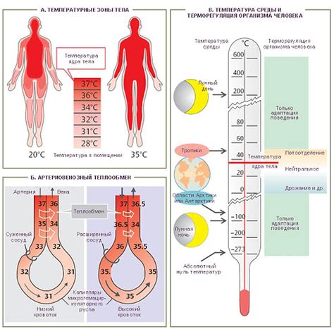 Роль температуры тела в организме человека