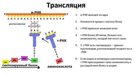 Роль транспортных РНК в процессе синтеза белков