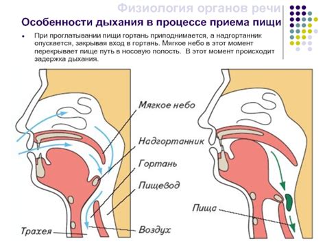 Роль трубки в горле при проглатывании пищи