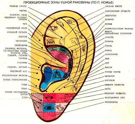 Роль ушей и слуховых органов