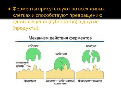 Роль ферментов в биологических реакциях