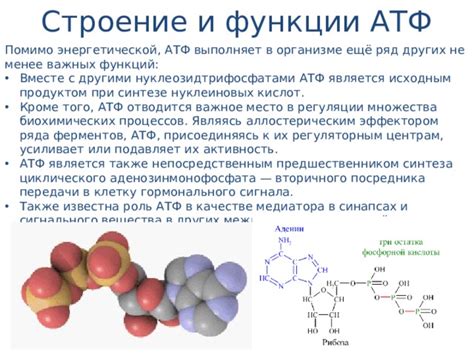 Роль ферментов в процессе синтеза АТФ