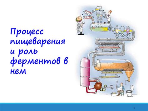 Роль ферментов в процессе усвоения железа