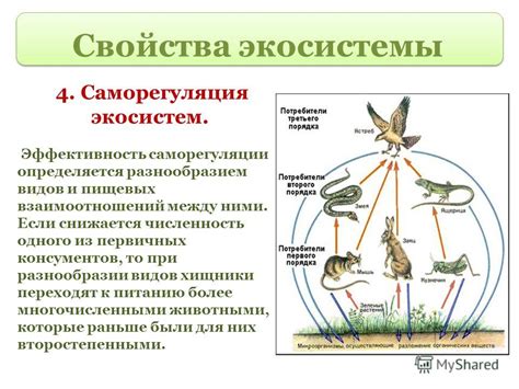 Роль фораминифер в экосистеме