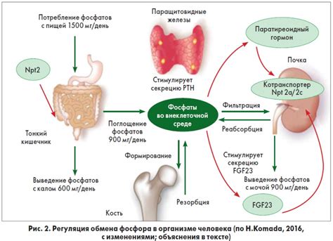 Роль фосфора в крови женщин