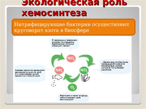 Роль хемосинтеза в экосистемах