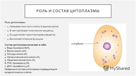 Роль цитоплазмы в транспорте веществ