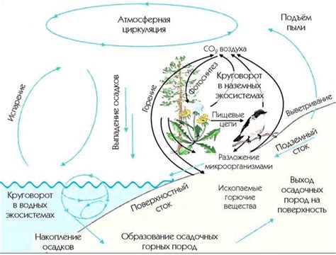 Роль эвглены зеленой в биологическом круговороте