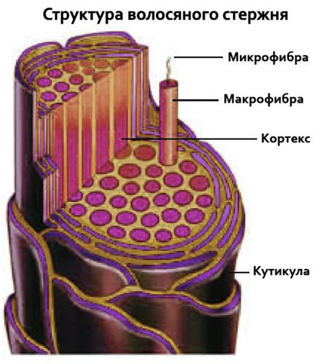 Роль эмульгаторов в структуре волос