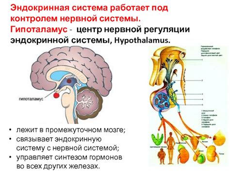 Роль эндокринной системы