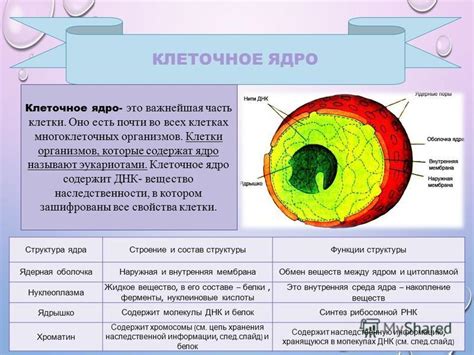 Роль ядра в клетке водоросли