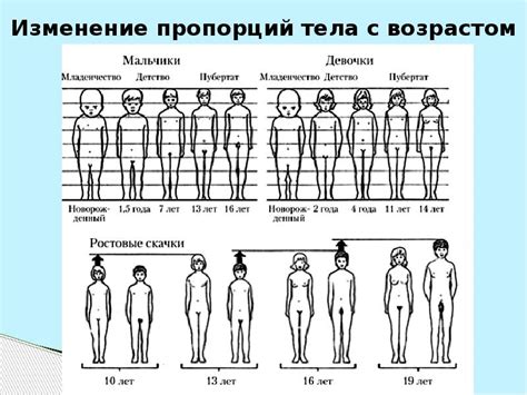 Рост и изменение пропорций тела