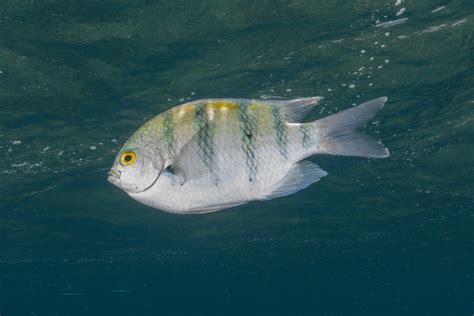 Рыба во сне