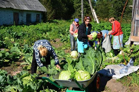 Сбор урожая на пришкольном огороде