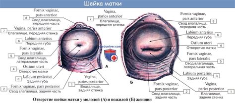 Свет и темнота внутри матки