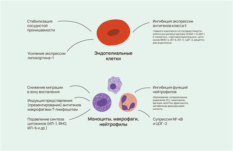 Связь иммуноглобулина Е с воспалительными процессами