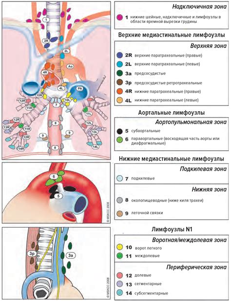 Связь лимфатических узлов средостения с органами грудной клетки