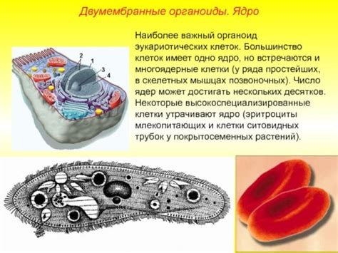 Связь между цитоплазмой и органоидами клетки