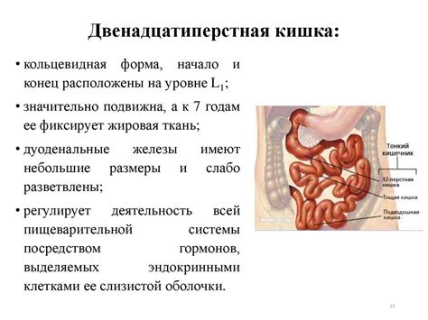 Связь панкреатической амилазы с органами пищеварительной системы