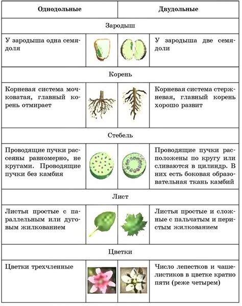 Связь полипов с человеком и их значение в биологии 7 класс