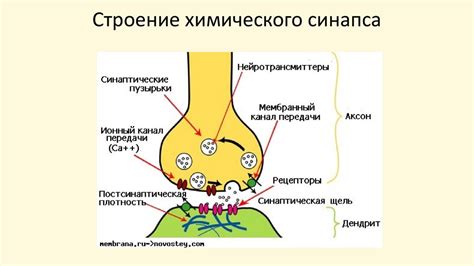 Связь с ЦНС