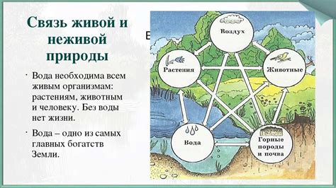 Связь с природой и ее значение