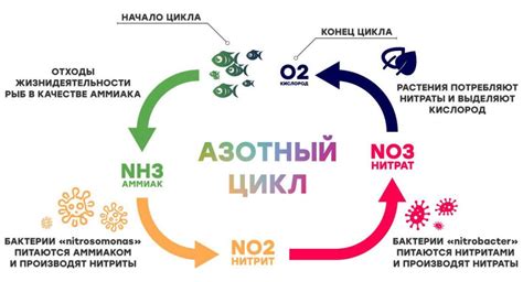 Сезонное повышение числа ос: важная составляющая природного цикла