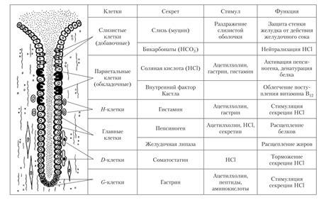 Секреторные клетки желудка: источник хлороводородной кислоты