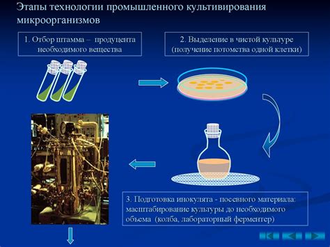 Секреты использования ферментных заквасок