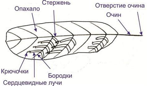 Секреты поиска потерянного пера птицы в ваших стенах