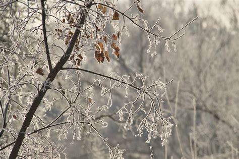 Секреты сохранения инея на фотографиях