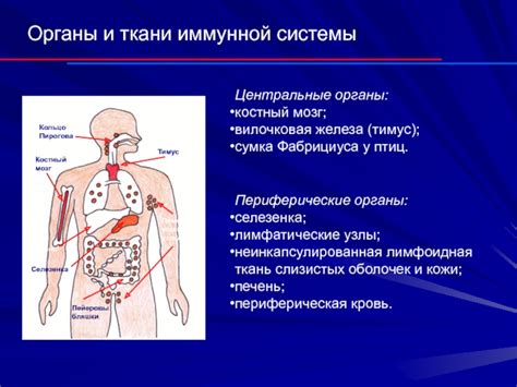 Селезенка и иммунная система