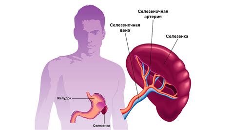 Селезенка и кровь