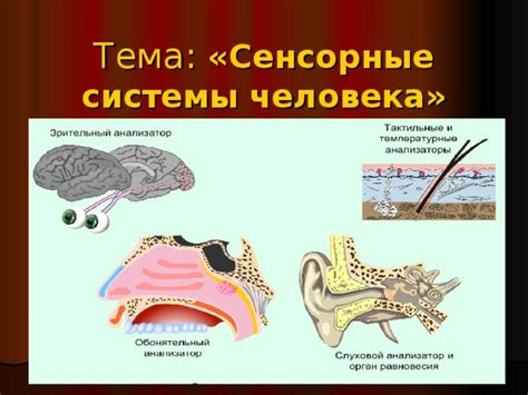 Сенсорная информация