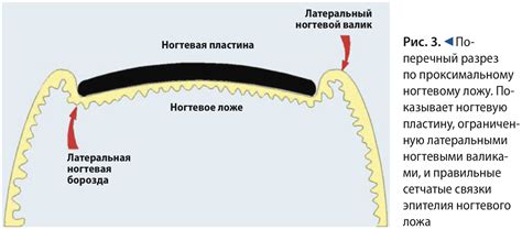 Сенсорная функция ногтей на руках: участие в тактильном восприятии